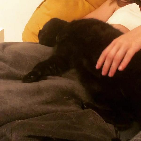 Kattenpraat