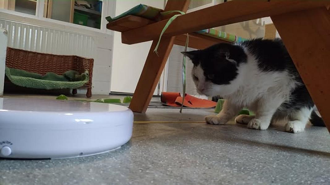 Kattenpraat