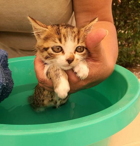 Kattenpraat