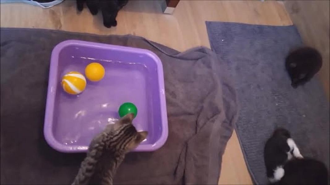 Kattenpraat