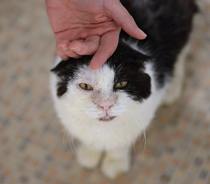 Kattenpraat