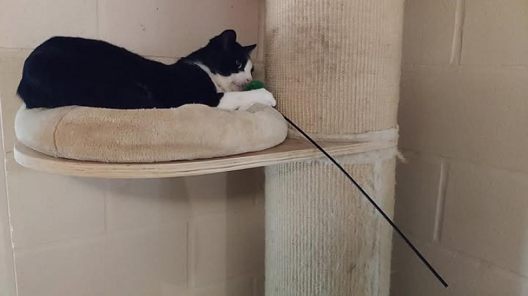 Kattenpraat