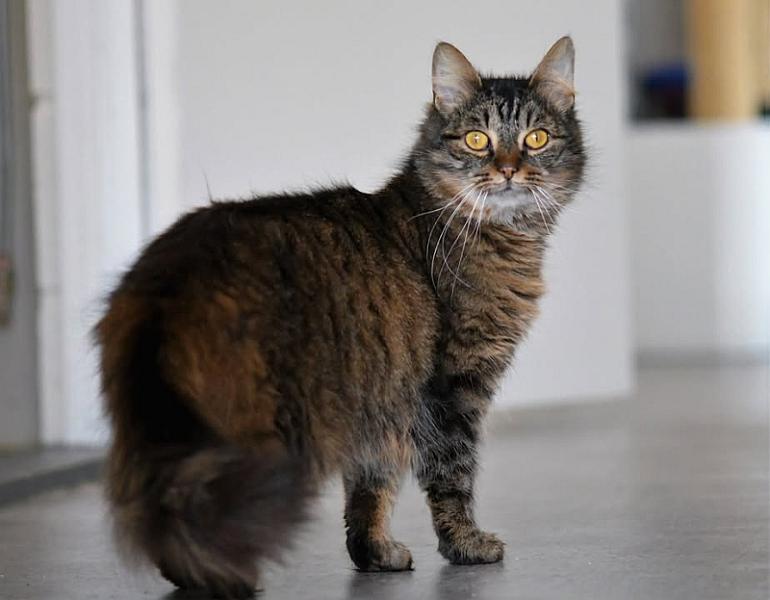 Kattenpraat