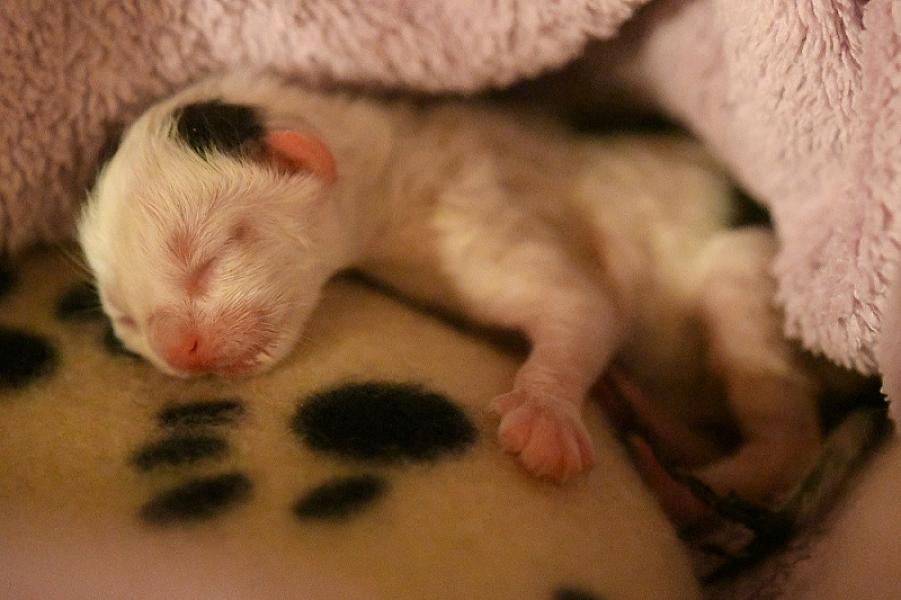 Kattenpraat