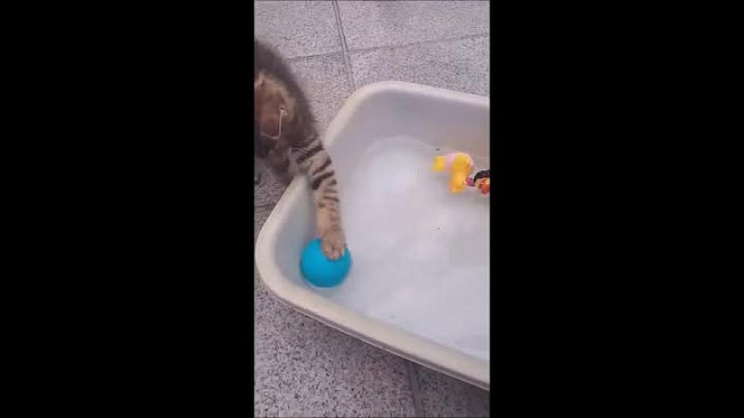 Kattenpraat