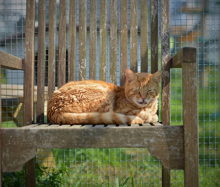 Kattenpraat