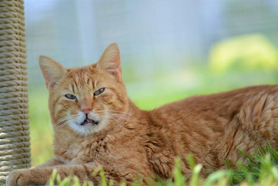 Kattenpraat