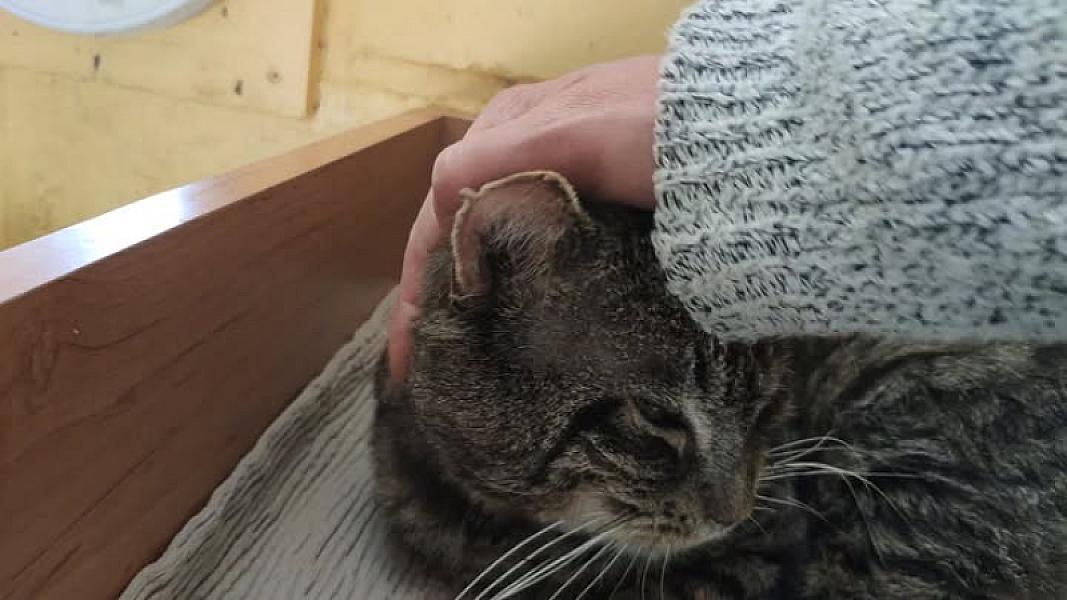 Kattenpraat