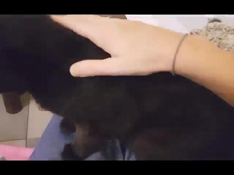 Kattenpraat