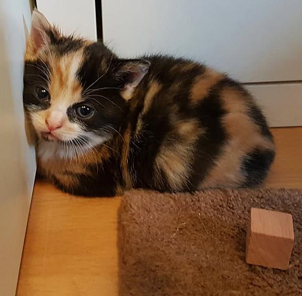 Kattenpraat