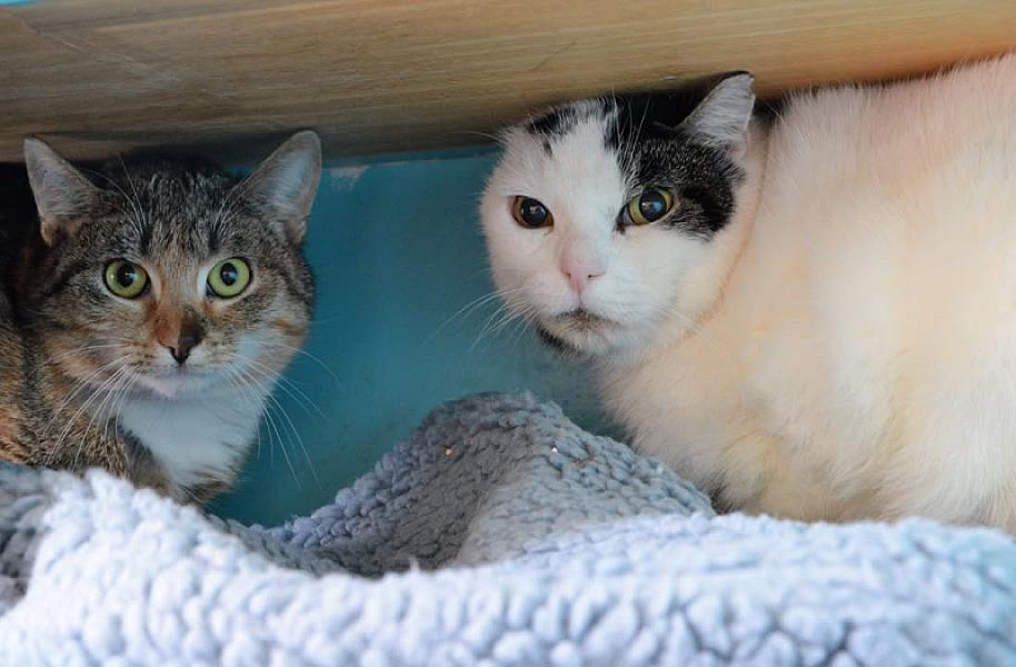 Kattenpraat