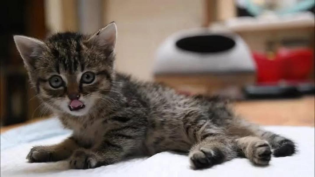 Kattenpraat