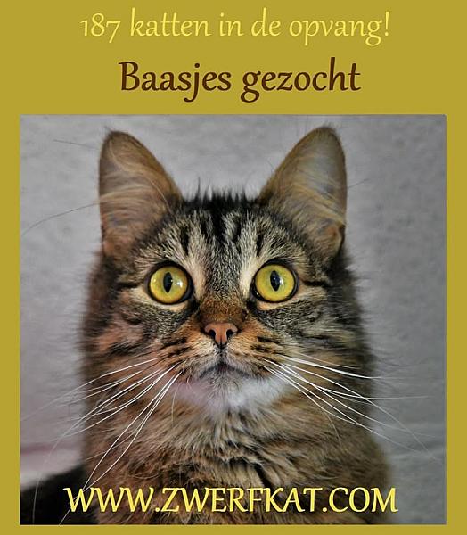 Kattenpraat