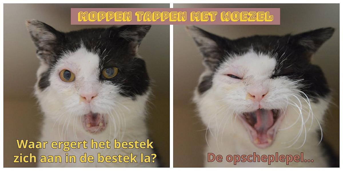 Kattenpraat