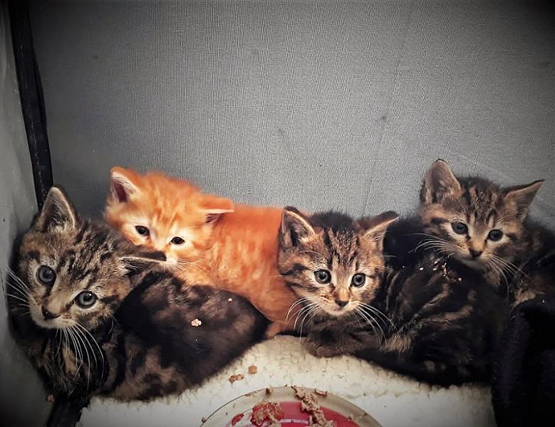 Kattenpraat