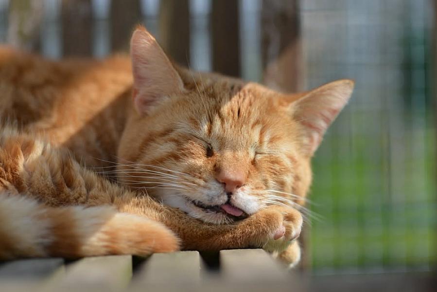 Kattenpraat