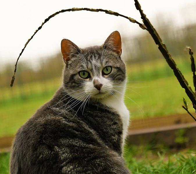 Kattenpraat