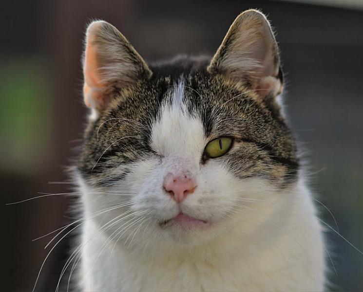 Kattenpraat