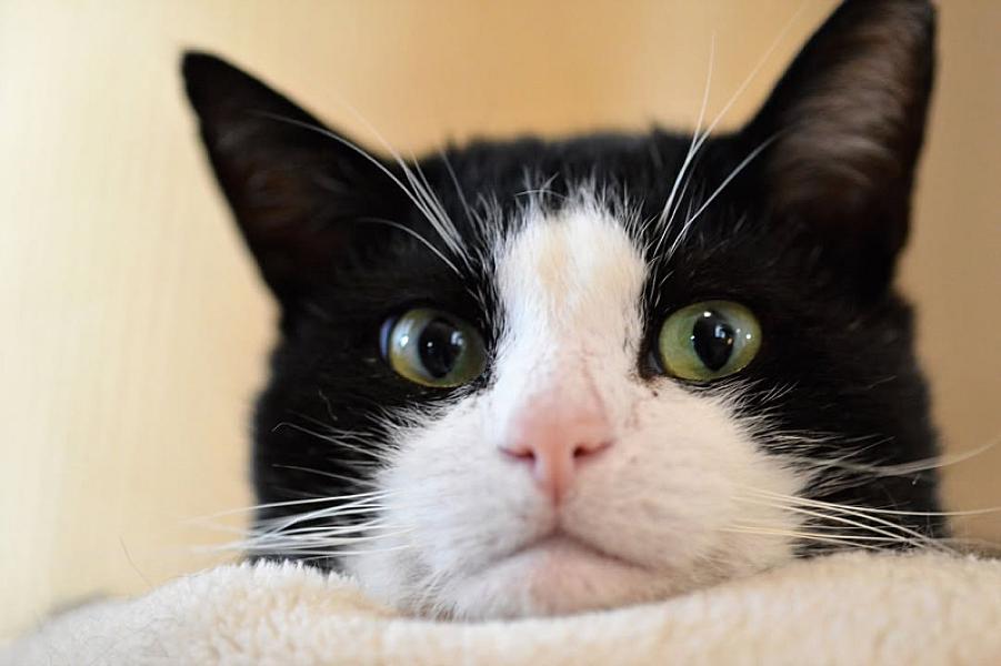Kattenpraat