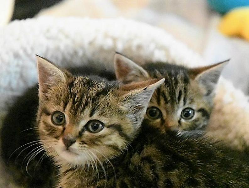 Kattenpraat