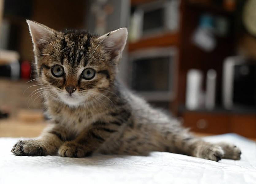 Kattenpraat