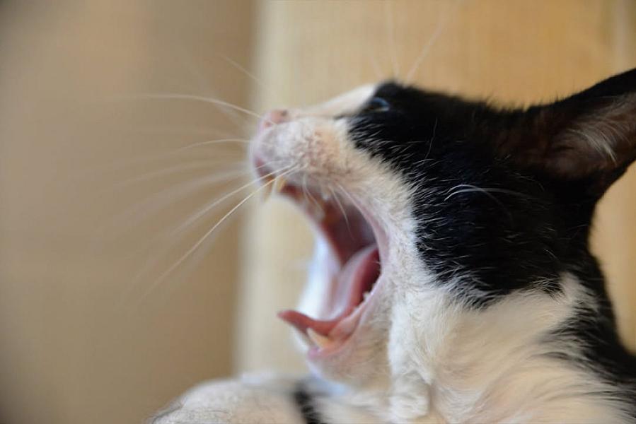 Kattenpraat