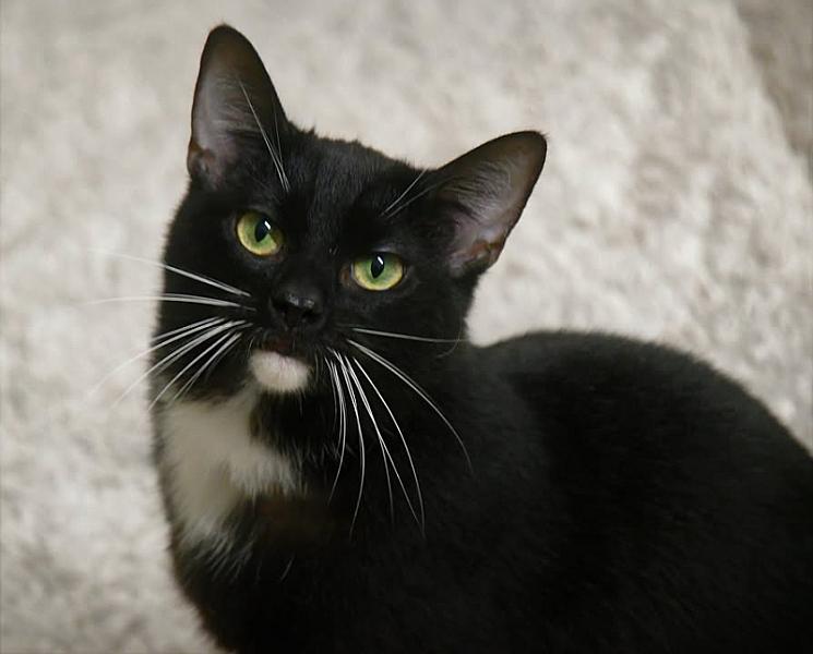 Kattenpraat