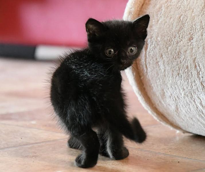 Kattenpraat