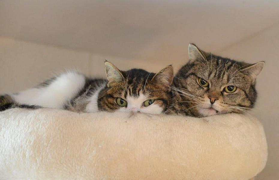 Kattenpraat