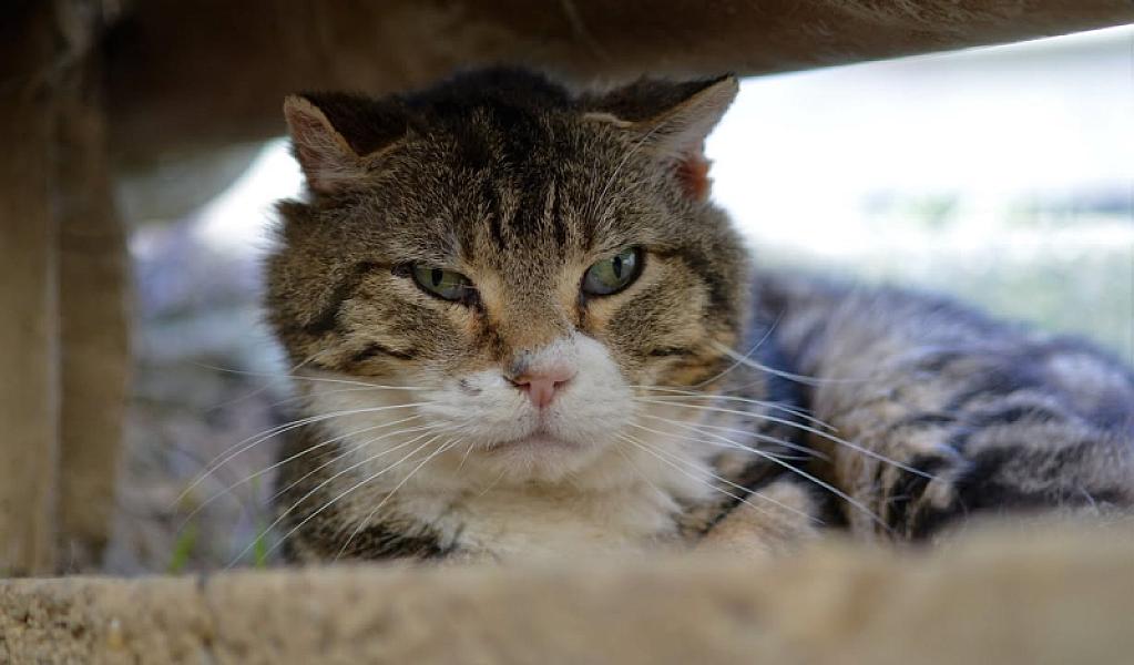 Kattenpraat
