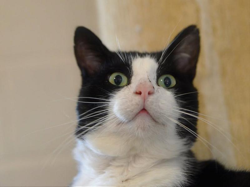 Kattenpraat