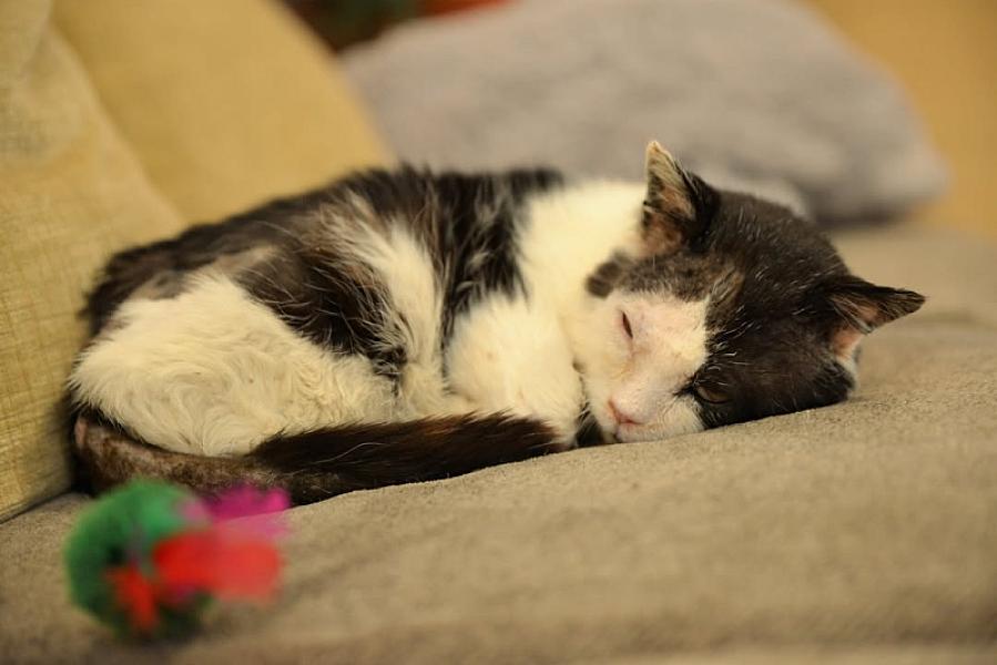 Kattenpraat