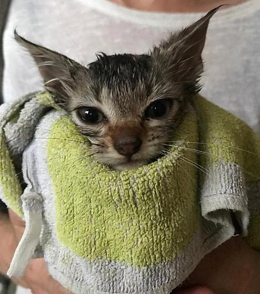 Kattenpraat