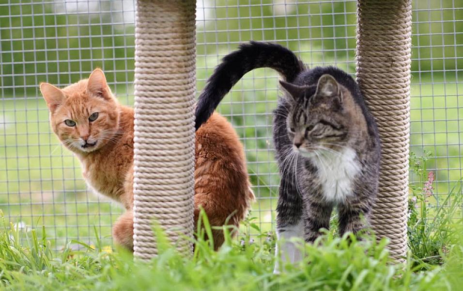 Kattenpraat