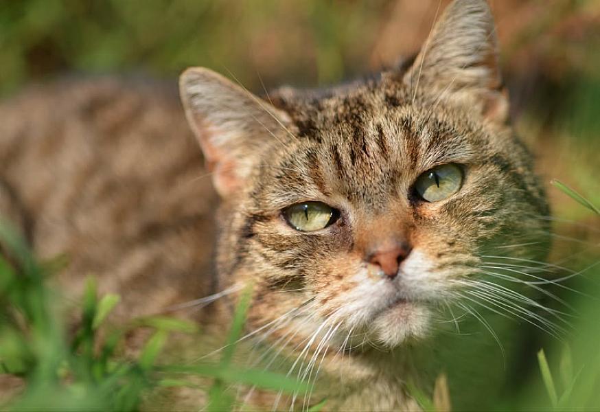 Kattenpraat