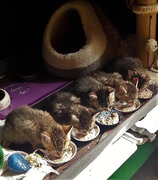 Kattenpraat