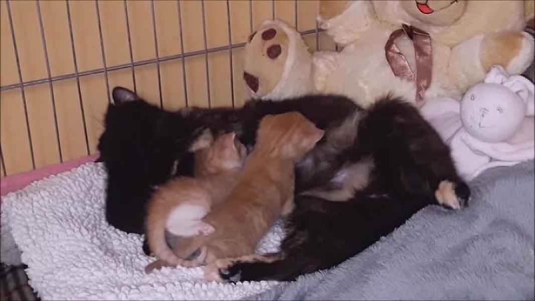 Kattenpraat