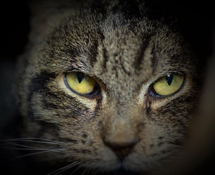 Kattenpraat