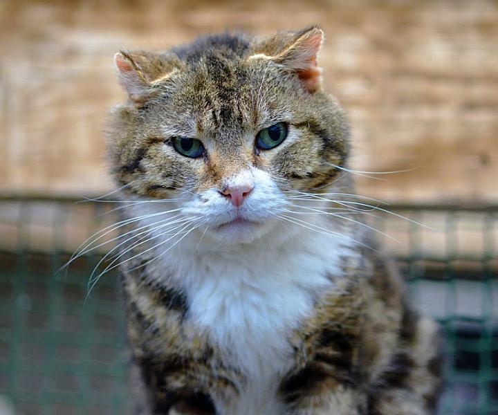 Kattenpraat