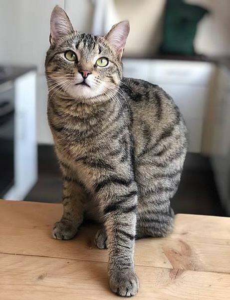 Kattenpraat