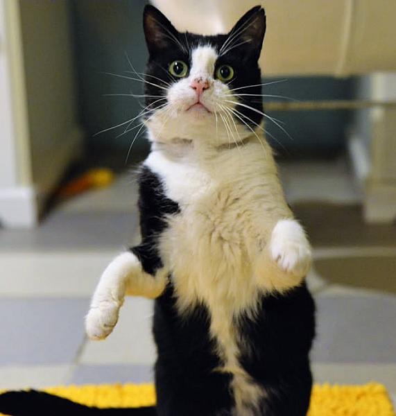 Kattenpraat