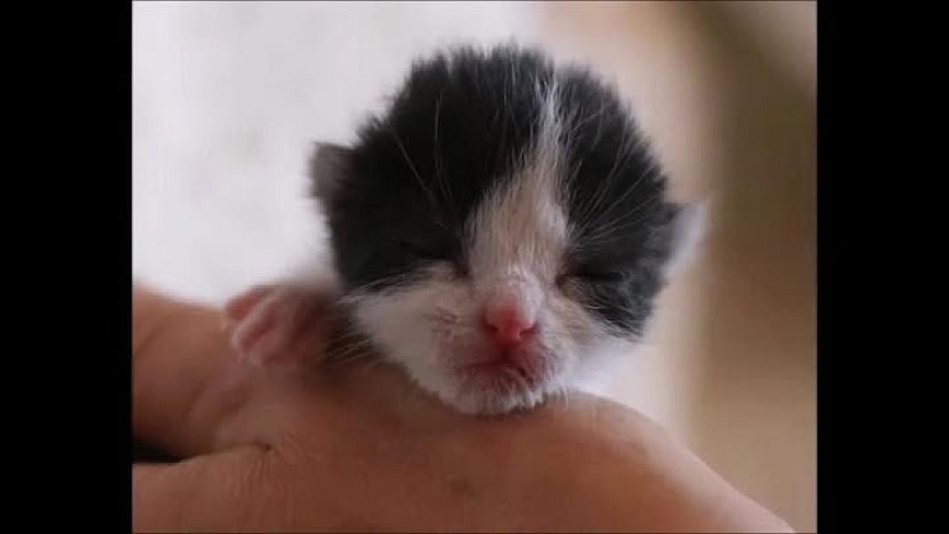 Kattenpraat