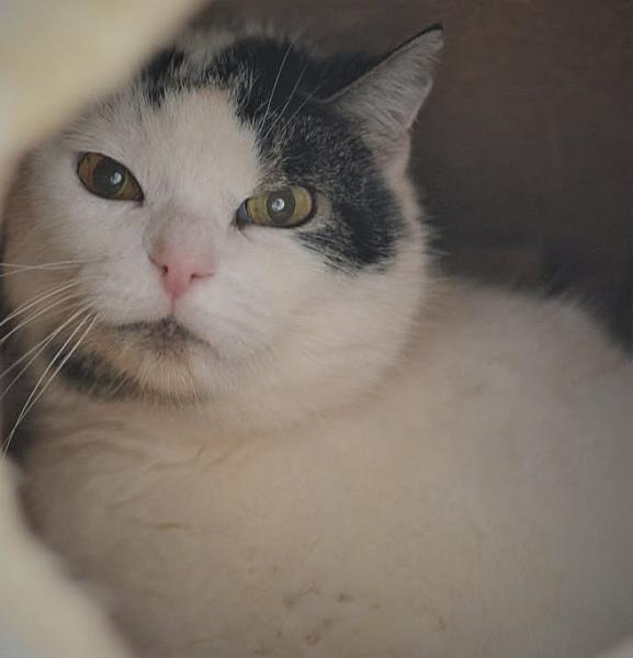 Kattenpraat