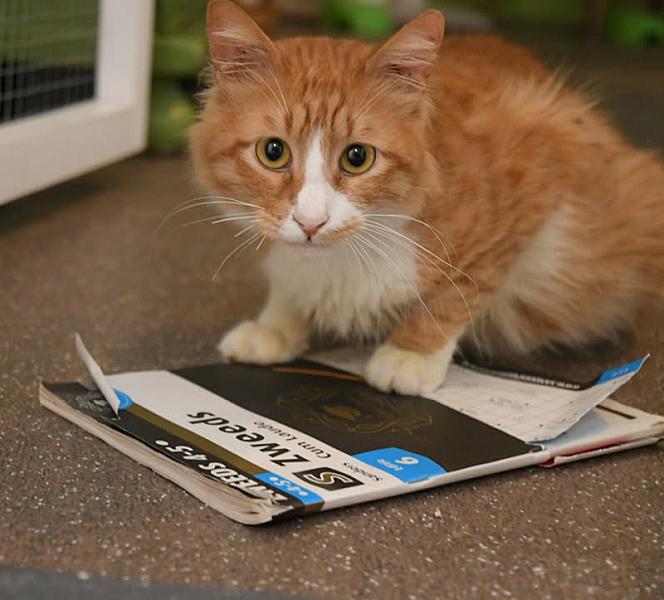Kattenpraat