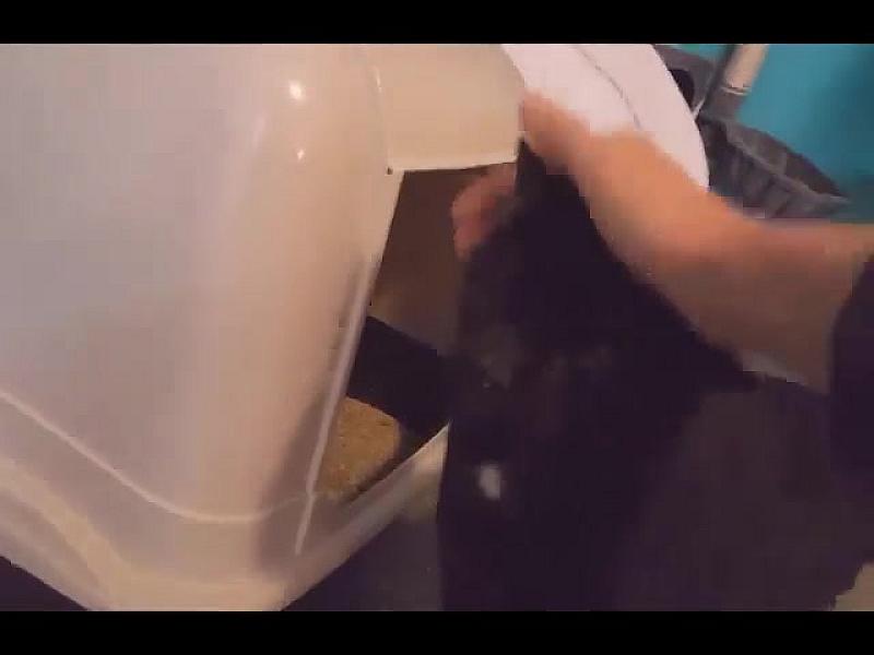 Kattenpraat