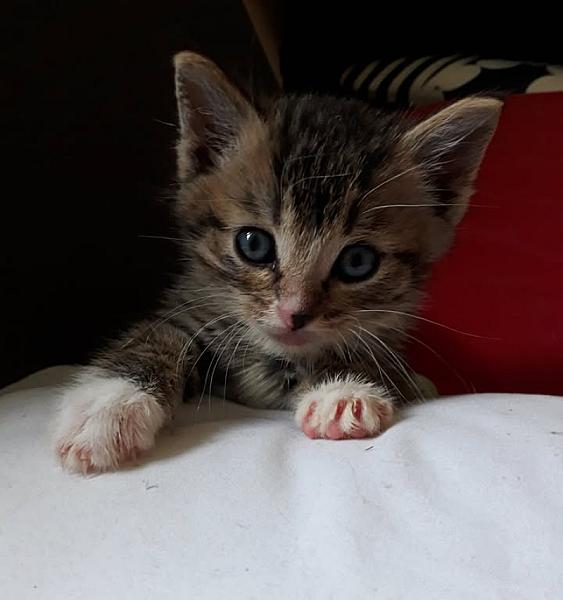 Kattenpraat