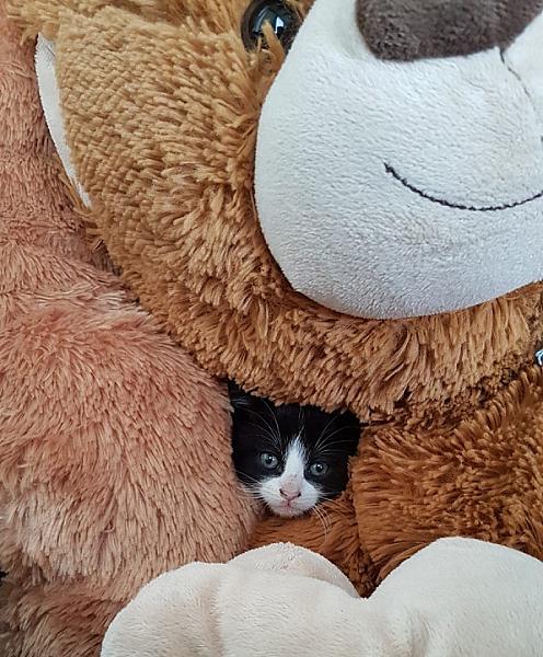 Kattenpraat