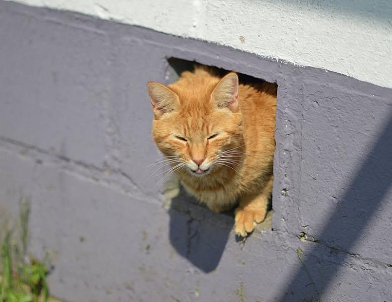 Kattenpraat