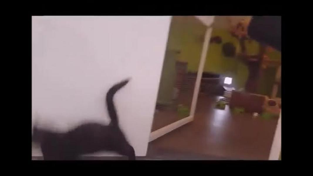 Kattenpraat