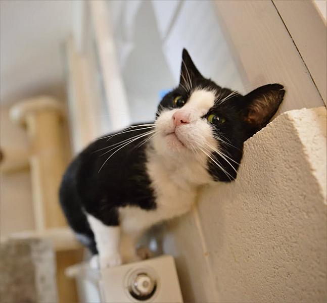Kattenpraat